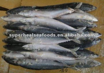Frozen Pacific mackerel 200-300