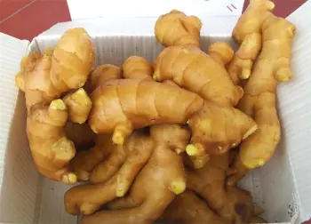 Wholesale organic fresh ginger price