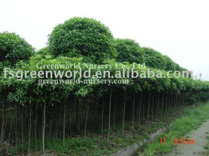 Osmanthus fragrans nursery farm