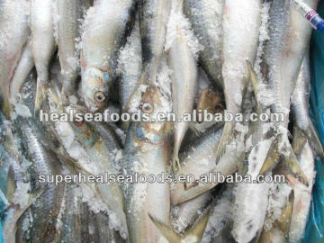 New_Landing_Sardines