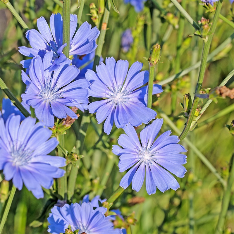 chicory