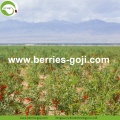 Factory Wholesale Fruit Best Quality Wolfberries