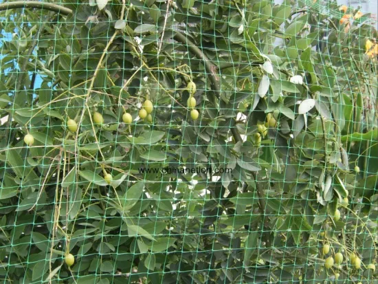 HDPE Plastic Net For Agriculture
