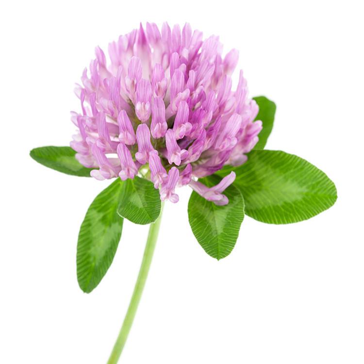 Red Clover Jpg