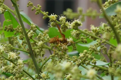 100% Pure Bee Longan Honey