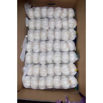 New Crop Pierwszy poziom Pure White Garlic