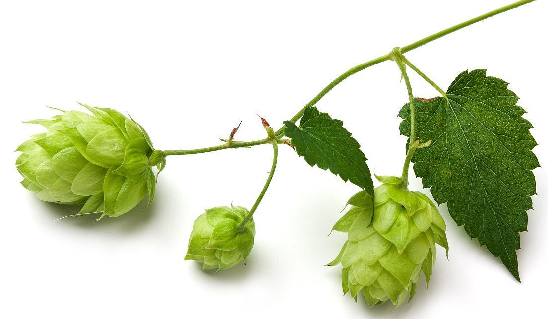 hops extract (1)