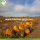 Supply Bulk Nutrition Gezonde Pumpkin Seed Kernels