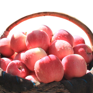 red apple fresh apple fresh fruit China fuji apples