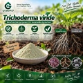 Trichoderma viride Microbial Powder لإدارة التربة والجذور