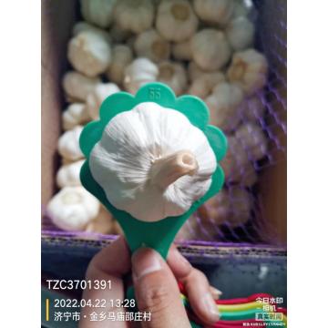 GAP/ KOSHER/ HALAL New Crop Fresh Garlic 2022 year