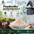 مسحوق بروبيوتيك Paenibacillus polymyxa للزراعة وإدارة الجذور