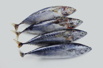 Tasty Whole Round Frozen Bonito