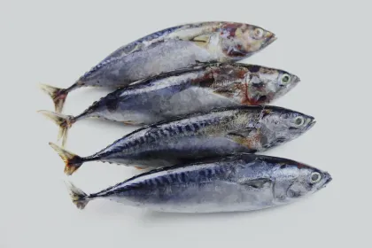 Tasty Whole Round Frozen Bonito