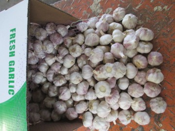 Normal White Garlic Crop 2020