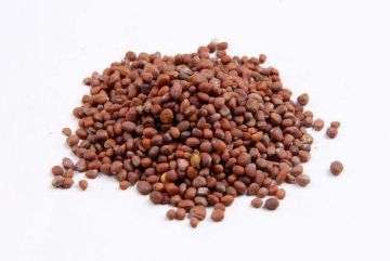 Chinese Herbal Medicine Laifuzi