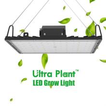 600W élèvent un spectre complet de lumière pour les plantes en fleurs