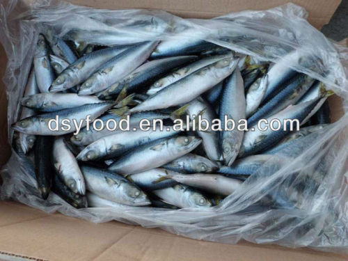 Fresh and Frozen Mackerel Fish