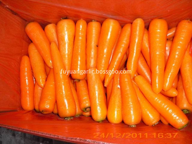 Carrot