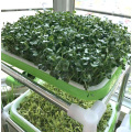 seedling tray for hydroponic vegetable