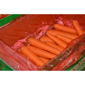 Fresh vegetables carrot factory direct supply