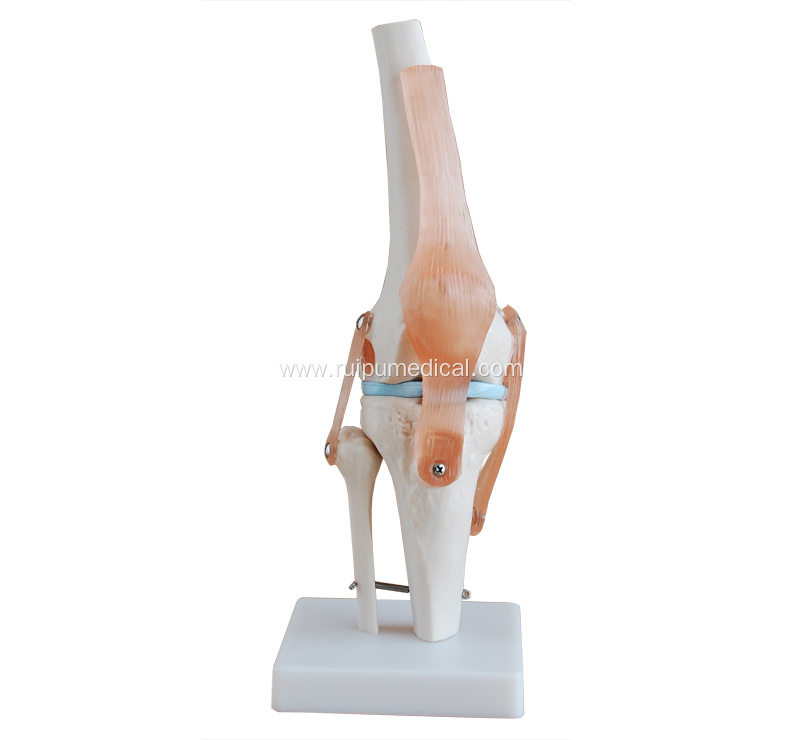 Life-Size Knee Joint