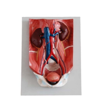 Darhmmy Human Anatomical Urinary System Model for Medical Science
