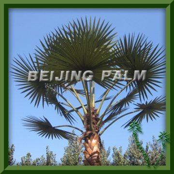 hot sale artificial palm leaves, for communicate tower
