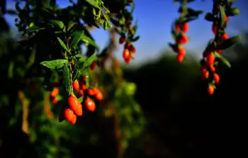 2018 Dried Organic Plump Wolfberry Goji berry fruit