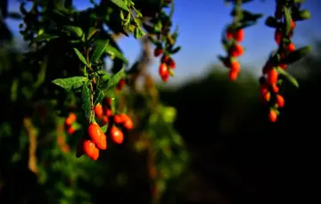 2018 Dried Organic Plump Wolfberry Goji berry fruit
