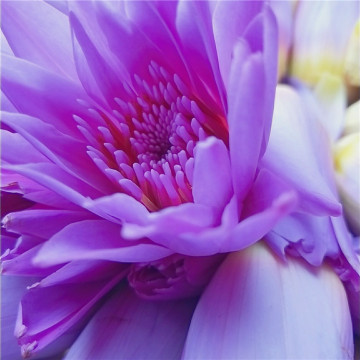 Blue Lotus Essential Oil Perfect