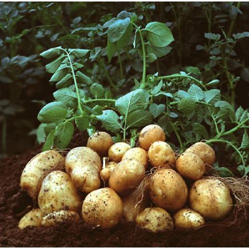 Verse aardappel uit Tengzhou met goede smaak