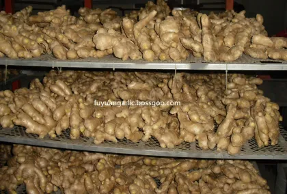 Dried ginger  2020