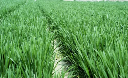 vital wheat gluten powder