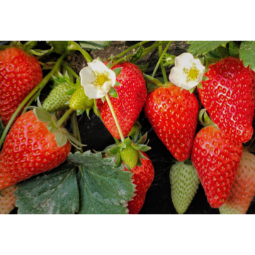 Strawberry Extract Polyphenols Freeze Dried Strawberry Fruit Powder