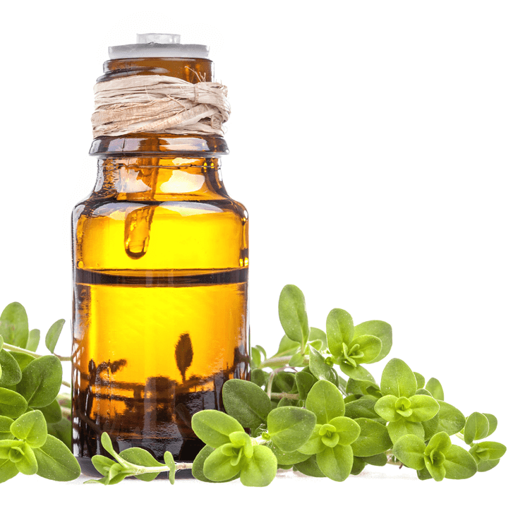 100 ٪ روغن اسانس خالص Marjoram در فروش داغ