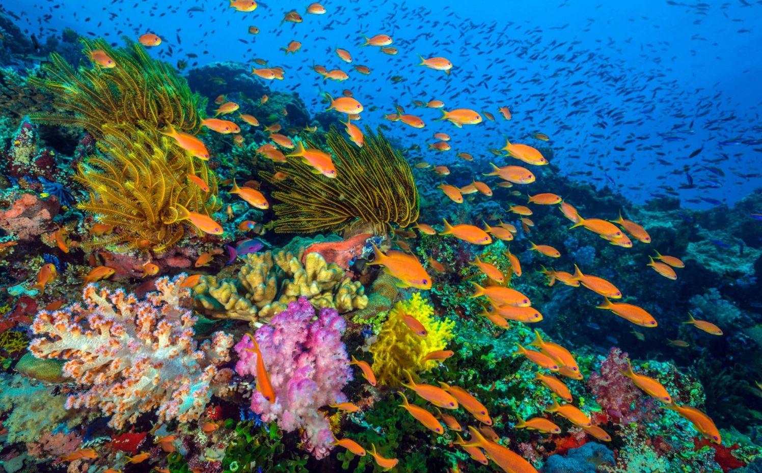 Collective Action for the Ocean-Protecting Corals