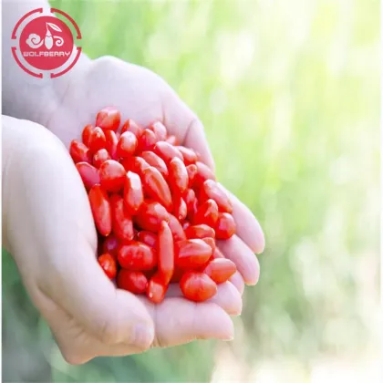 Goji berry/ Wolfberry /Hot sale goji berry