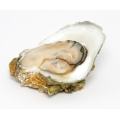 Oyster peptide eiwit poeder oester extract bulk Prijs