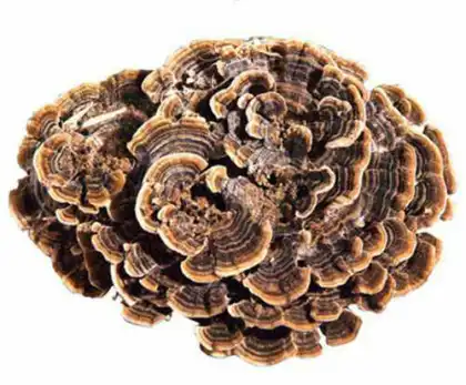Natrual plant Turkey Tail Mushroom Extract