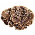 Natrual plant Turkey Tail Mushroom Extract