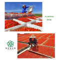 High Quality Wolfberry Goji Extract Powder 10: 1