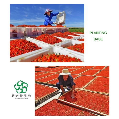 High Quality Wolfberry Goji Extract Powder 10: 1