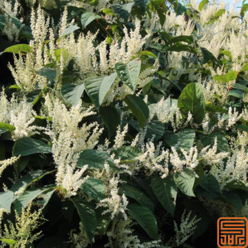 Resveratrol de extracto de cuspidatum natural de Polygonum 99%