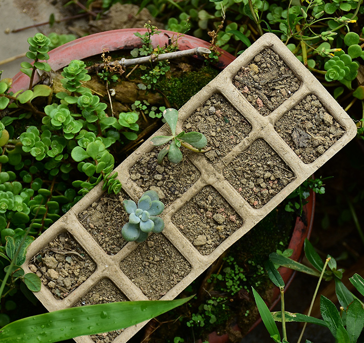 paper seedling cup holder