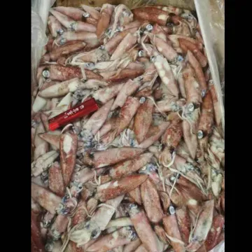 Frozen Loligo Japonica Baby Squid Whole Round 3-6cm