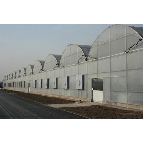 Natural Ventilation Single Span Greenhouse