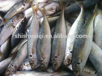 New season frozen horse mackerel fish
