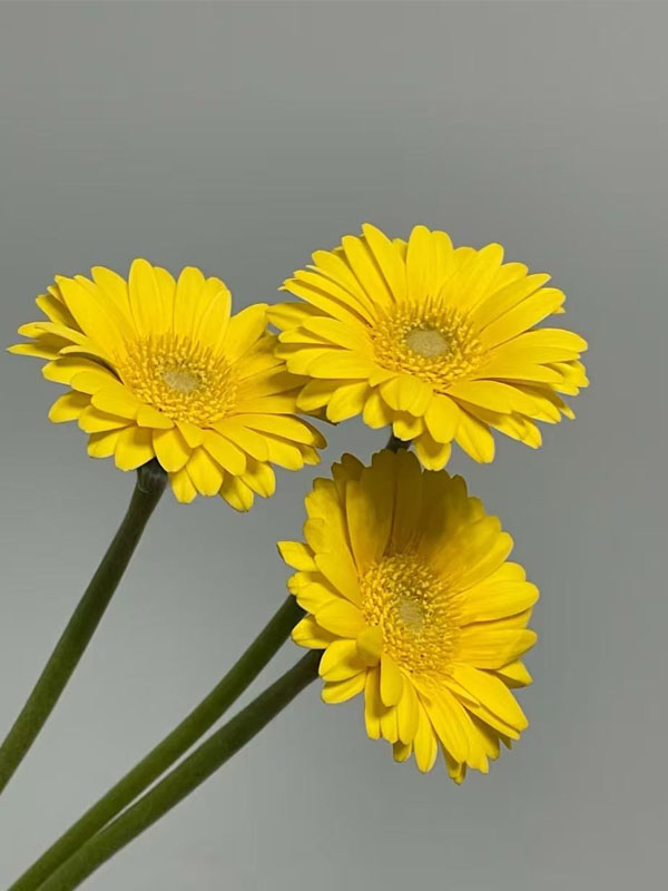 Gerbera Duckling
