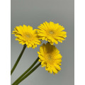 Gerbera হাঁসের আদর্শ চন্দ্রমল্লিকা